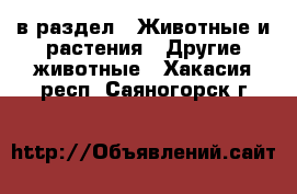  в раздел : Животные и растения » Другие животные . Хакасия респ.,Саяногорск г.